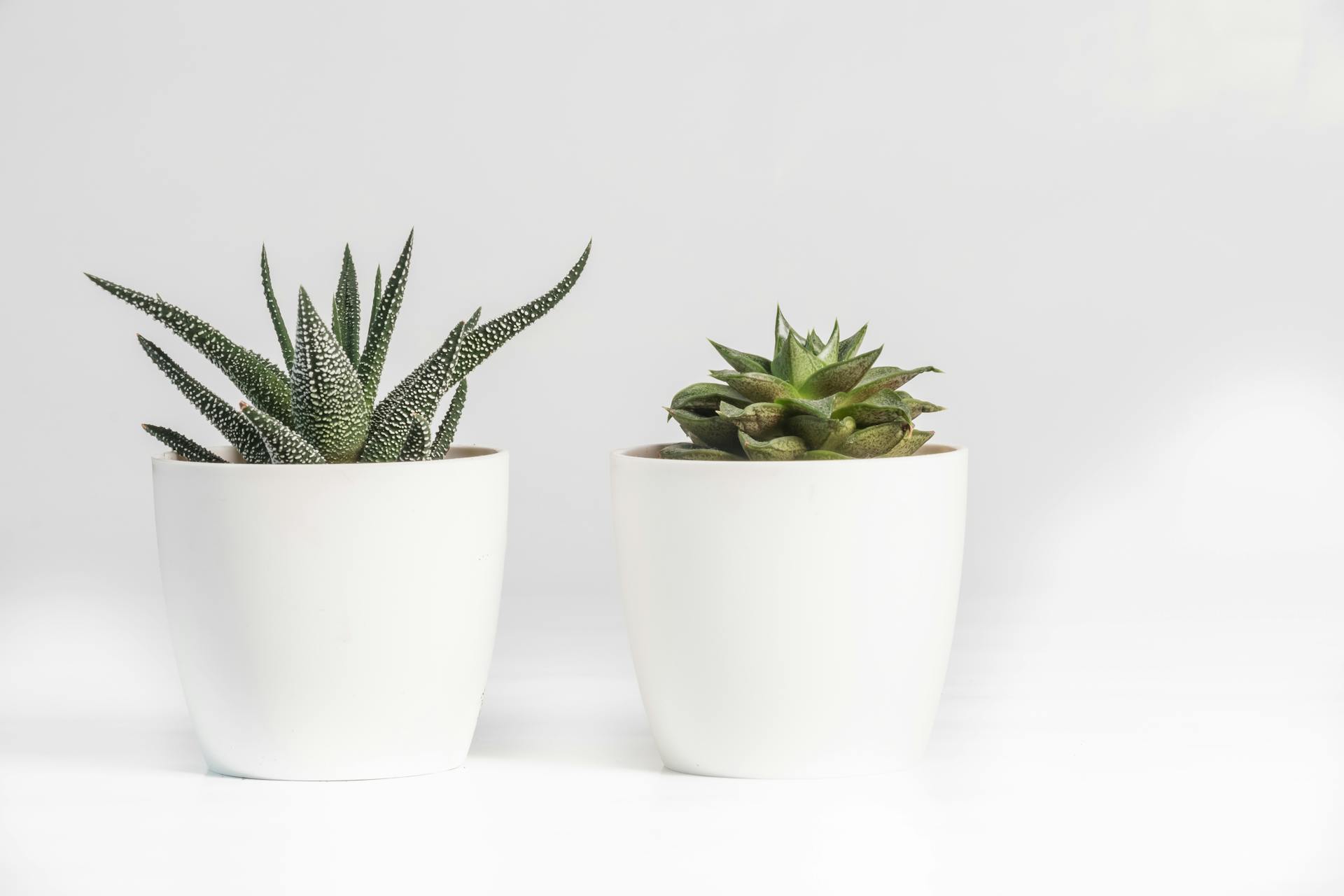 How to ship plants: Putting together successful orders