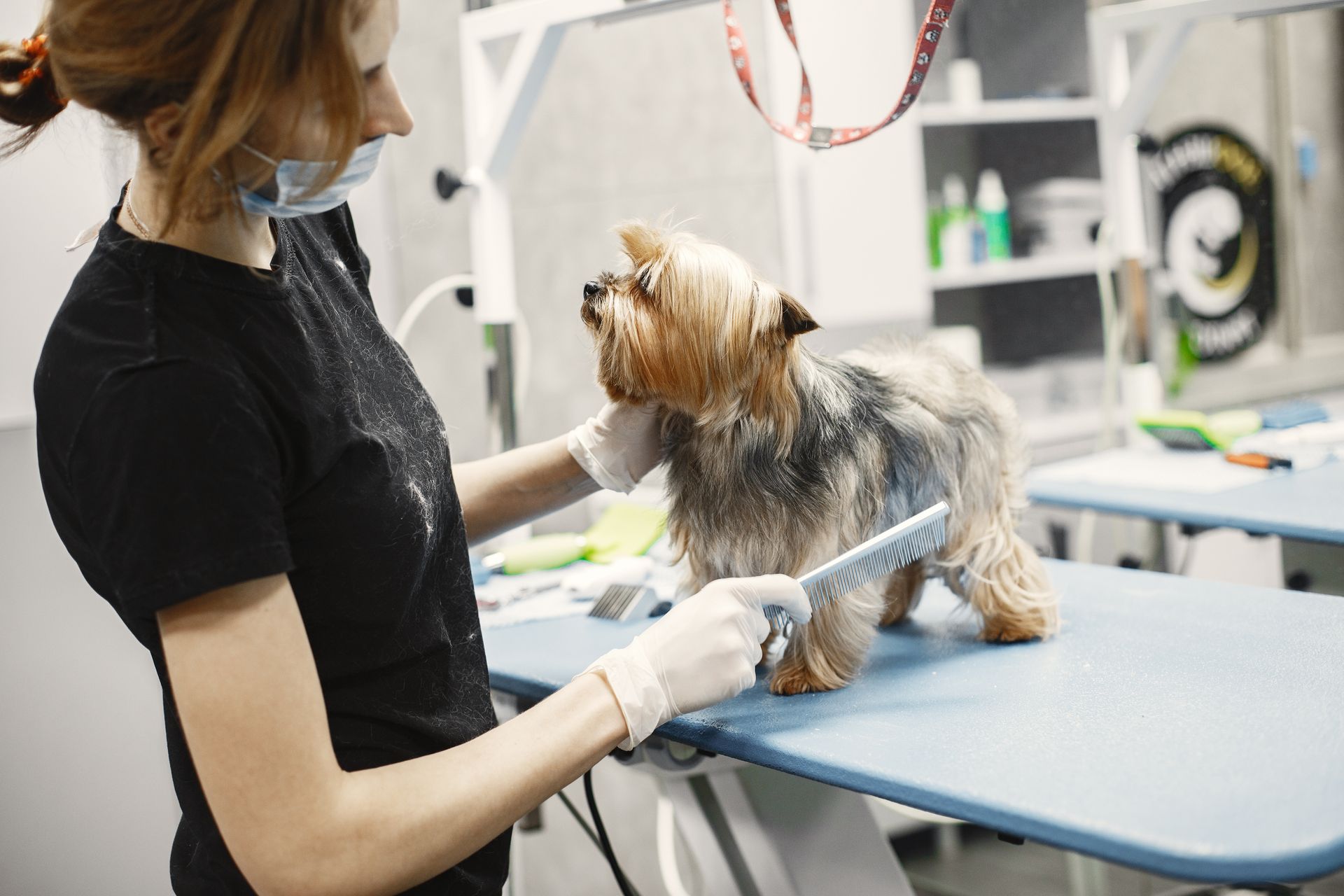Creating a Website for a Dog Grooming Salon